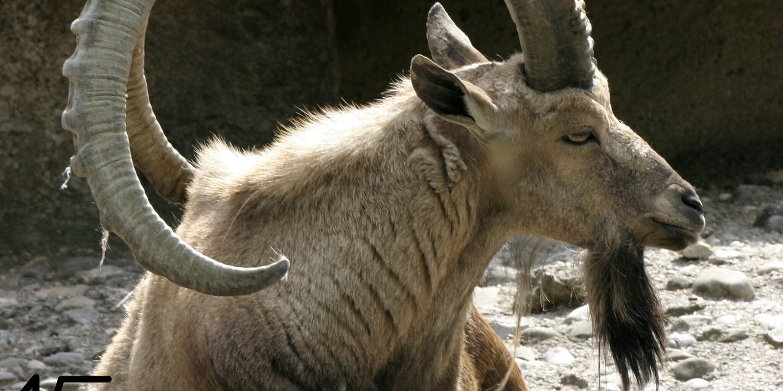 Si_tuviera_otro_nombre_Roberto_Amézquita_Rosa_cabra